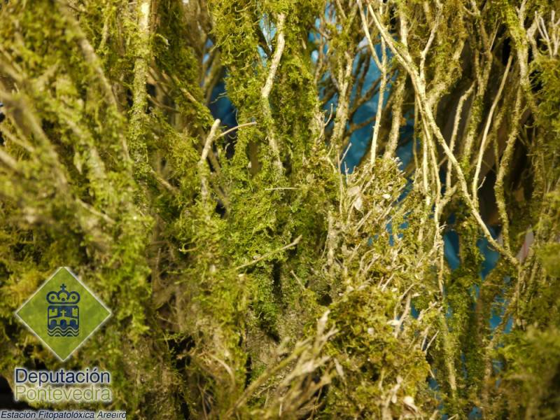 Musgos - Mosses - Musgos >> Fuerte presencia de musgo en planta.jpg